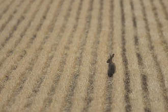 European brown hare (Lepus europaeus) adult animal in a farmland stubble field in summer, England,