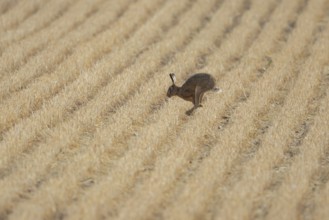 European brown hare (Lepus europaeus) adult animal running across a farmland stubble field in