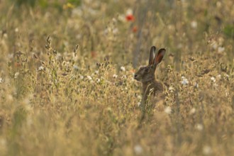 European brown hare (Lepus europaeus) adult animal in a wildflower field in summer, England, United