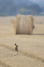 European brown hare (Lepus europaeus) adult animal in a farmland stubble field with a straw or hay