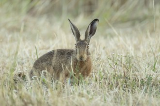 European brown hare (Lepus europaeus) adult animal eating grass in a farmland field in summer,