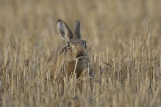 European brown hare (Lepus europaeus) adult animal feeding on a wheat sheath in a farmland stubble
