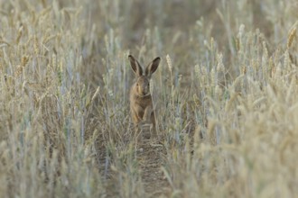 European brown hare (Lepus europaeus) juvenile baby leveret animal running in a farmland wheat
