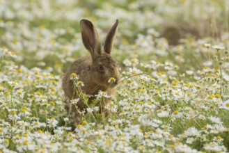 European brown hare (Lepus europaeus) adult animal in flowering Mayweed daisy flowers in summer,