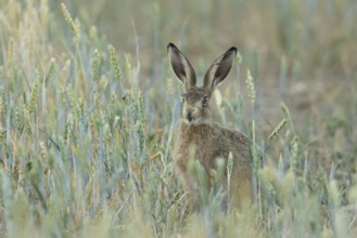 European brown hare (Lepus europaeus) adult animal feeding on a wheat plant in a farmland field in