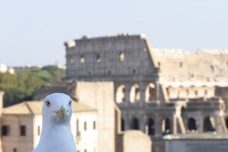 Yellow-legged gull (Larus michahellis) adult bird on an ancient city building with The Colosseum in