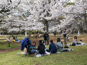 People picnicking under cherry blossoms in Yoyogi Park, Hanami Festival, Shibuya District, Tokyo,
