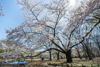 Blooming cherry trees in spring, Yoyogi Park, Hanami Festival, Shibuya District, Shibuya District,