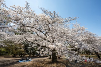 Blooming cherry tree in spring, Yoyogi Park, Hanami Festival, Shibuya District, Shibuya District,