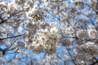 Cherry tree blossoms in spring, Yoyogi Park, Hanami Festival, Shibuya Ward, Shibuya District,
