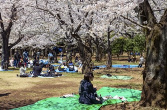 Japanese people picnicking under cherry blossoms in Yoyogi Park, Hanami Festival, Shibuya District,