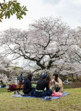 People picnicking under cherry blossoms in Yoyogi Park, Hanami Festival, Shibuya District, Tokyo,