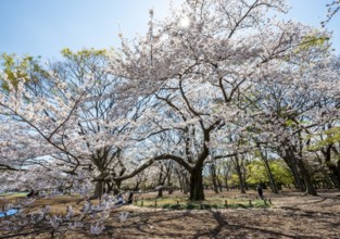 Blooming cherry trees in spring, sun star, Yoyogi Park, Hanami Festival, Shibuya District, Shibuya