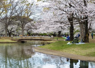 Reflection in a pond, cherry trees blooming in spring, Yoyogi Park, Hanami Festival, Shibuya Ward,