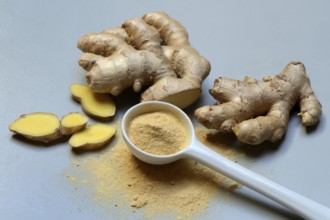 Ginger root and ginger powder in spoon, Zingiber officinale
