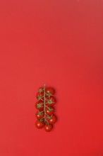 Tomatoes, tomato vine on red background