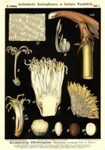 Cultivated plant, small-fruited ivory palm, Phyelephas microcarpa, illustration by Carl Bollmann,