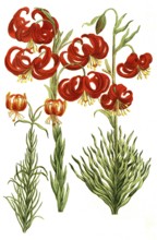 Various lilies, Lilium martagon, illustration, reproduction from a 19th century model. Authentic,