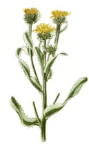 Donia ciliata, Grindelia ciliata, species from the Asteraceae family known as Spanish gold, golden