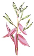 Bromeliad, Bromelia pallida, illustration, reproduction from a 19th century model. Authentic, file