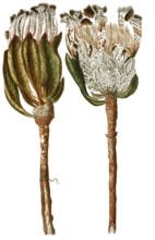 Protea scolymocephala, also thistle protea or thistle sugar bush, illustration, reproduction from a