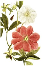 Peony variant, Paeonia mas major, illustration, reproduction from a 19th century model. Authentic,