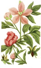 Peony variant, Paeonia mas flore incarnate minor, Paeonia bizantina minor, illustration,