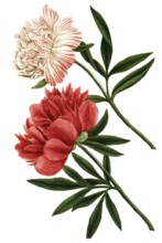 Peony variant, Paeonia mas major flore incarnato pleno, Paeonia flore subrubento pleno,