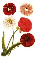Poppy, poppy, papaver erraticum, illustration, reproduction from a model from the 19th century.