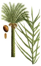 Date palm, Palma dactilifera, illustration, reproduction from a 19th century model. Authentic, file