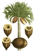 Palm tree, coconut, Palma coccifera briangula, illustration, reproduction from a 19th century model