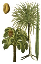 Carnauba palm, Brazilian wax palm, wax palm, Palma prunifera and Palma guineensis, illustration,