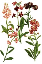 Various variants of Levkoje, Matthiola, a plant genus in the cruciferous family, illustration,