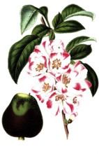 Cydonia japonica, Japanese ornamental quince, illustration, reproduction from a 19th century model.