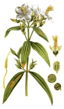 Osbeckia nepalensis, Nepal-Osbeckie, illustration, reproduction from a 19th century model.