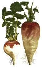 A. Rapa sativa oblonga, water beet, b. Rapa sativa rotunda, white beet, illustration, reproduction