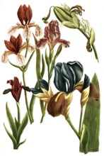 Various irises, irises, a plant genus in the subfamily Iridoideae in the iris family, illustration,