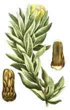 Protea lepidocarpodendron, black bearded sugar bush, illustration, reproduction from a 19th century