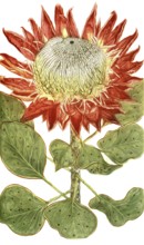 Scolynocephalus africanus, illustration, reproduction from a 19th century model. Authentic, file