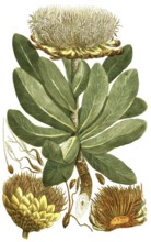 Protea, Globe Artichoke, Scolymoce phalus foliis oblongis seu Lepidocarpodendron primum,