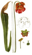 Sparracenia rubra, brown-red pitcher plant, illustration, reproduction from a 19th century model.