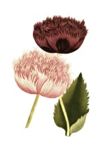 Variants of the poppy, Papaver majus cristatum and Papaver fativum, illustration, reproduction from
