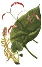Oriental knotweed, Persiana orientalis and Petasites vulgaris, common butterbur, illustration,