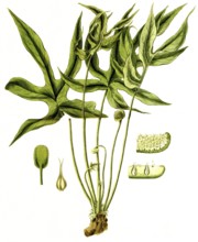 Dorstenia arifolia, plant species from the mulberry family, illustration, reproduction from a 19th