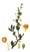 Berberis heterophylla, boxleaf barberry, illustration, reproduction from a 19th century model.
