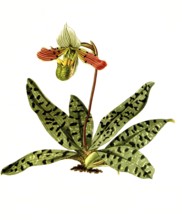 Cypripedium venustum, Paphiopedilum venustum, orchid, illustration, reproduction from a 19th