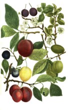 Different varieties of plum, Prunus domestica, illustration, reproduction from a 19th century model