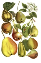 Different varieties of pear: b. pyra arrosta, roast pear, c. pyra curtipendula, water pear, c. pyra