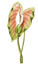 Caladium bicolor, plant genus from the arum family, illustration, reproduction from a 19th century