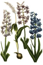 Hyacinthus orientalis and Hyacinthus spicatus stellatus, various variants of hyacinth,